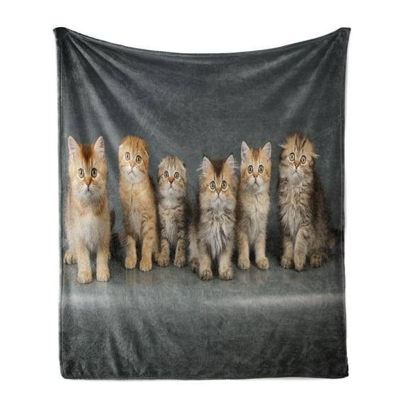 Kitty Soft Flannel Fleece Throw Blanket, Studio Photography of Little Cats Staring, Cozy Plush for Indoor and Outdoor Use, 60" x 80", Brown Dimgray, by Ambesonne