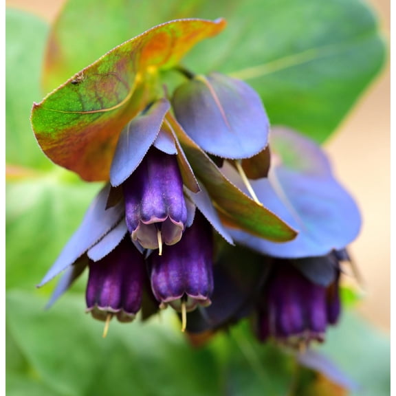 Kiwi Blue Cerinthe major purpurascens Cut Flower Seed Packet for Planting