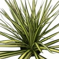thumbnail image 1 of Kiwi Dragon Tree - Dracaena marginata - 5" Pot, 1 of 2