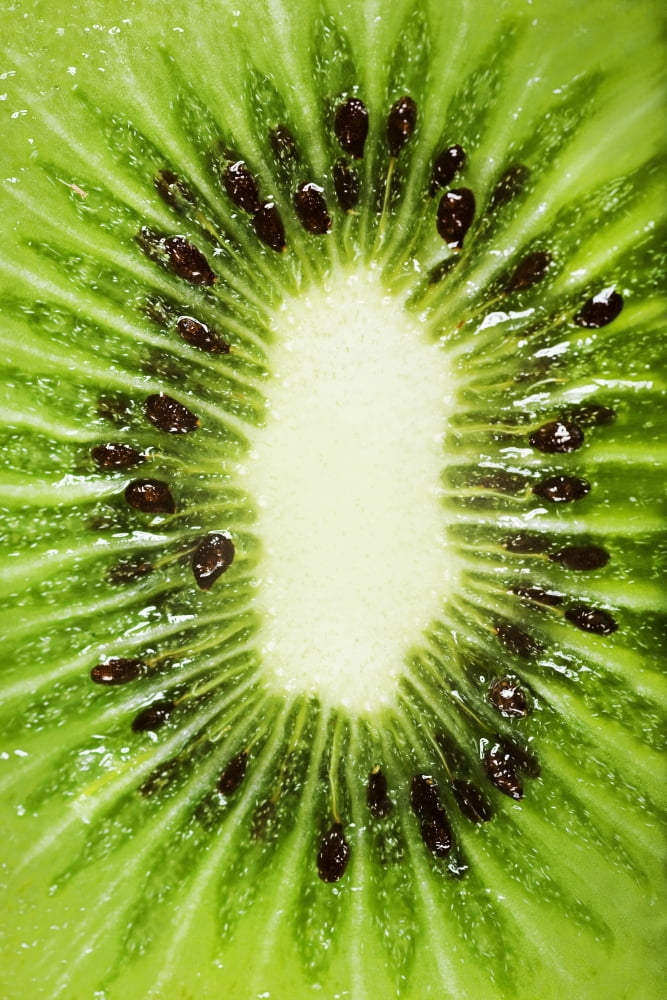 Kiwi Slice Canvas Art - Chris and Kate Knorr Design Pics (11 x 17)