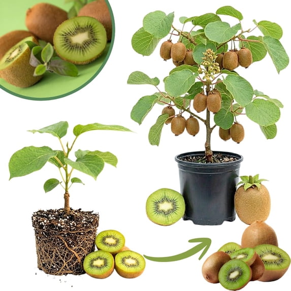 Kiwi Vine Live Plant, Hardy Kiwi Live Plants, 6-8 Inches Tall, Fruit Vine Starters for Easy Garden Growing