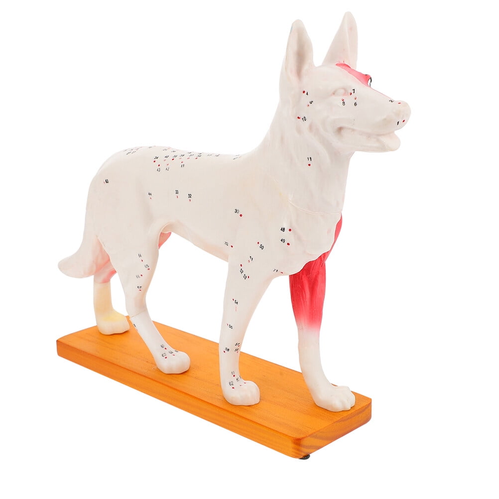 Kkewar Dog Acupuncture Model Canine Acupuncture Anatomy Model for