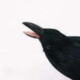 thumbnail image 1 of kladzum Halloween Black Crow Halloween Decorations Realistic Feathered Crow Statues Artificial Birds Figurines Fake Black Ravens for Halloween Garden Ornament Fence Topper Gothic Home Outdoor Decor, 1 of 5