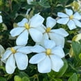 thumbnail image 1 of Kleim's Hardy Gardenia - Gardenia jasminoides 'Kleim's Hardy', 1 of 8