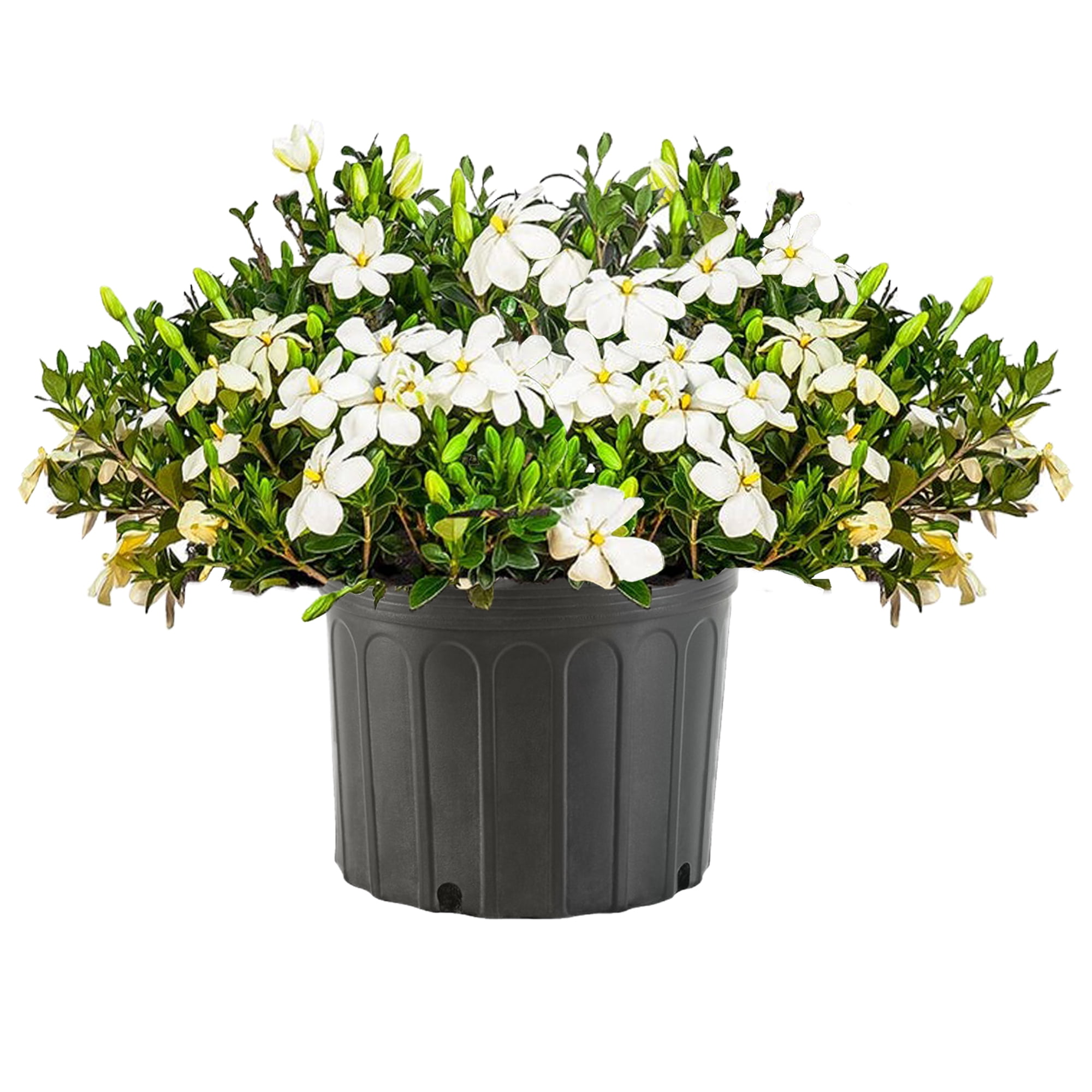 Kleim's Hardy Gardenia Live Shrub (2.25 Gallon) - Walmart.com