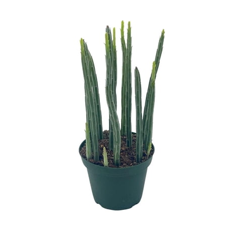 Kleinia stapeliiformis E.Phillips Stapf, Pickle Cactus, Candle Stick Cactus, Inch Worm, Spider Plant, Trailing Jade