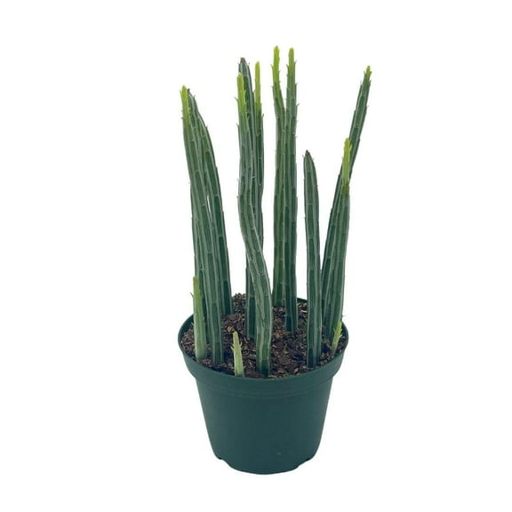 Kleinia stapeliiformis E.Phillips Stapf, Pickle Cactus, Candle Stick Cactus, Inch Worm, Spider Plant, Trailing Jade