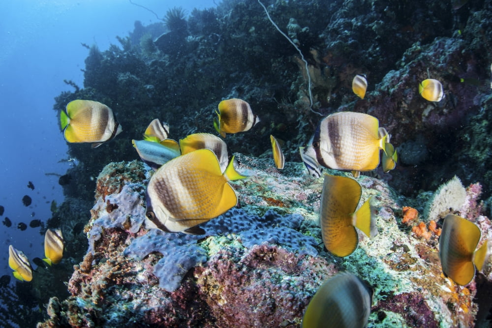 Kleins butterflyfish swim over a reef near Sulawesi Indonesia Canvas Art - Ethan DanielsStocktrek Images (34 x 23)