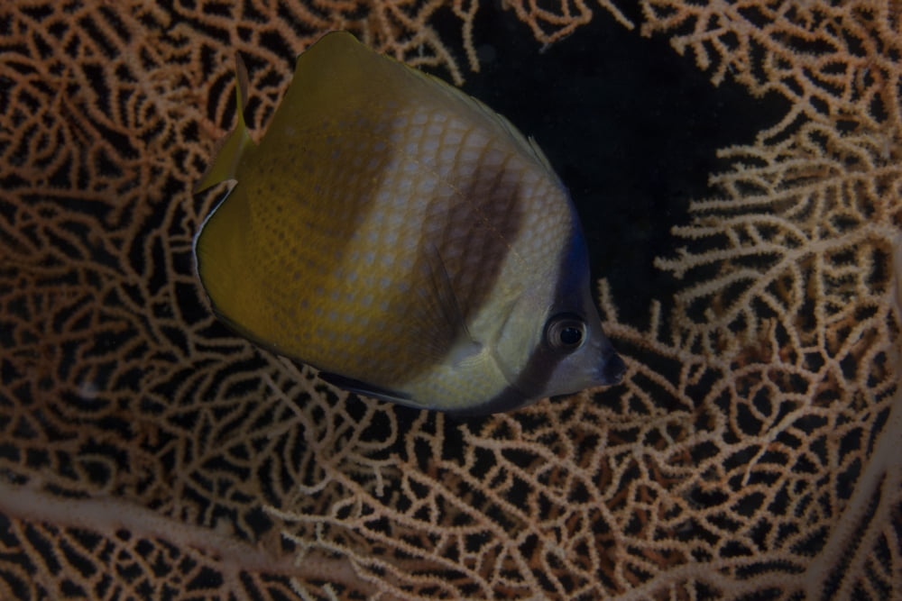 Kleins butterflyfish swmming in Fiji Canvas Art - Terry MooreStocktrek Images (35 x 23)