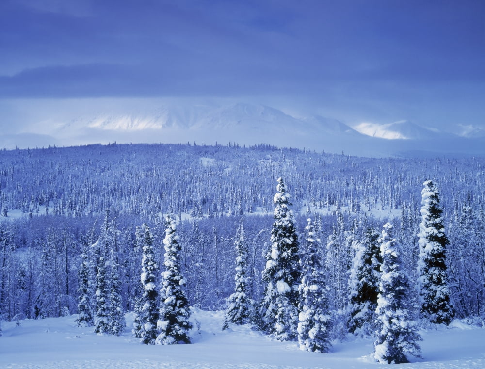 Kluane National Park Winter Yukon Territory Canada Canvas Art - Darwin Wiggett Design Pics (16 x 12)