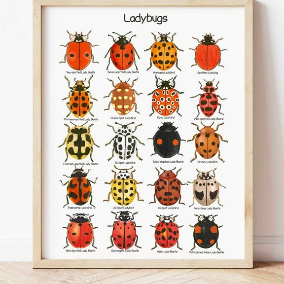 Kna Prints - 1 Pc Poster Ladybugs Poster Educational Wall Art For Kids Lady Beetles Classroom Art Print Ladybirds Montessori Posters Nature Study Homeschool Prints, UNFRAMED-8x12