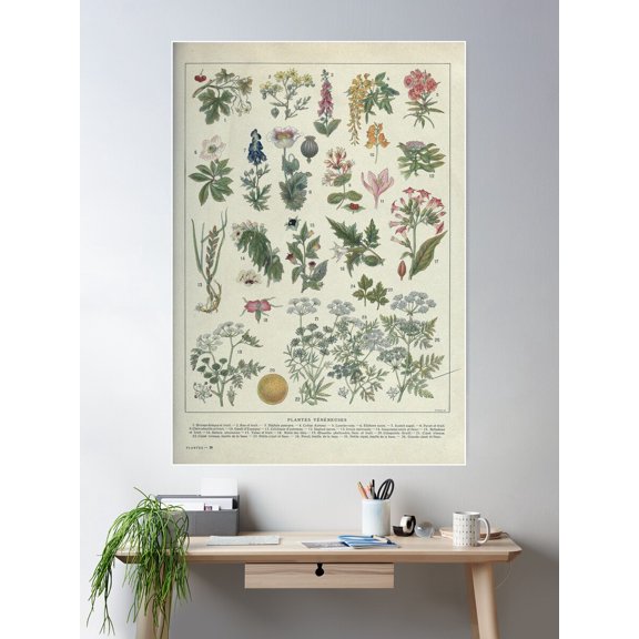 Kna Prints - 1 Pc Poster Poisonous Plants, Plantes Vnneuses, Botanical Illustration, UNFRAMED-24x36