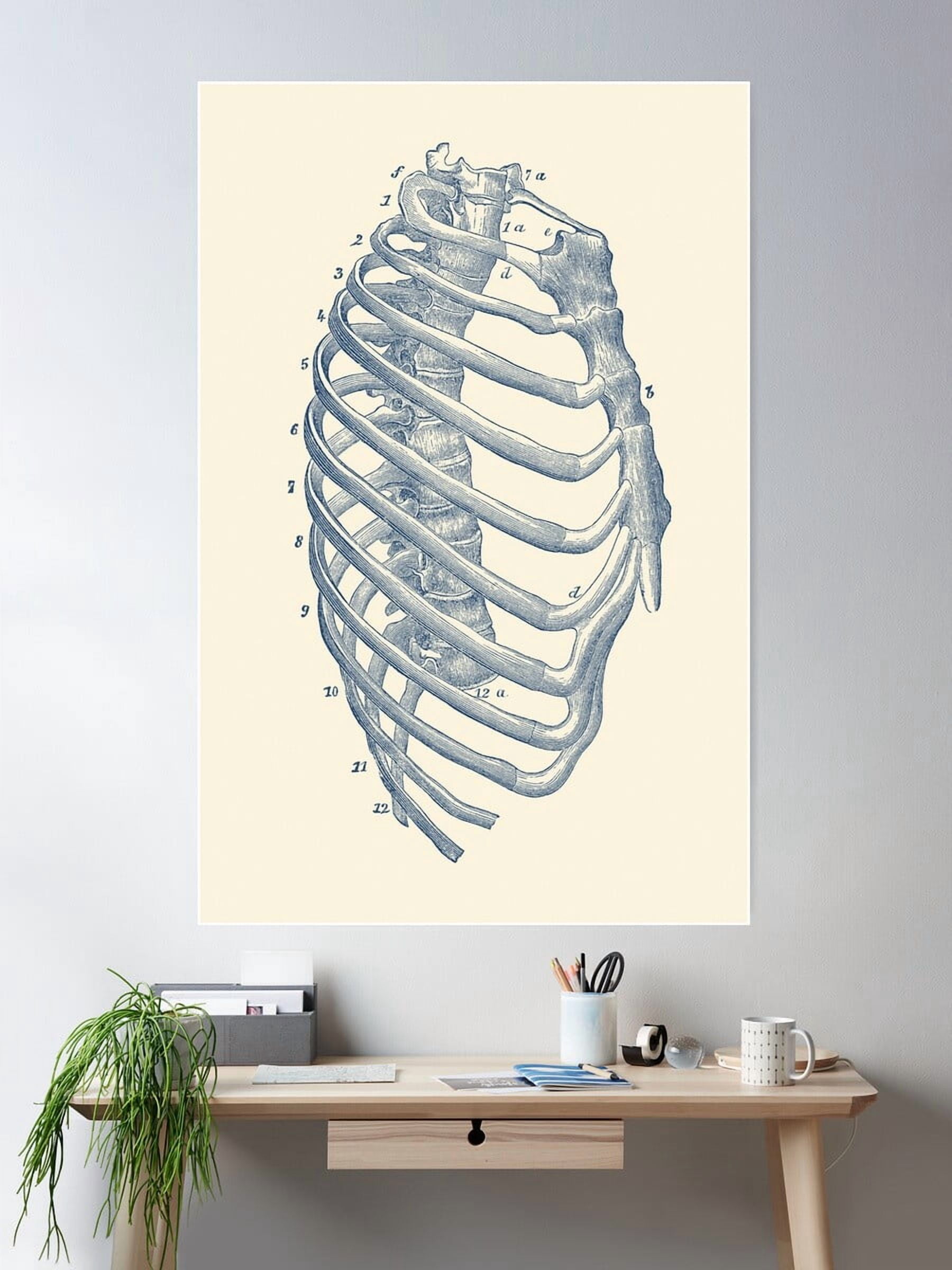 Poster Ribs Kna Prints - 1 Pc Poster Rib Cage Diagram, UNFRAMED-12x18 - Walmart.com
