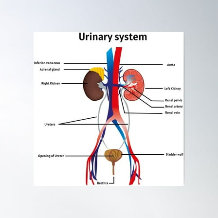 Kna Prints - 1 Pc Poster Urinary System | Educational For Medical Science Wall Art, Modern Wall Wall Art,, UNFRAMED-8x12