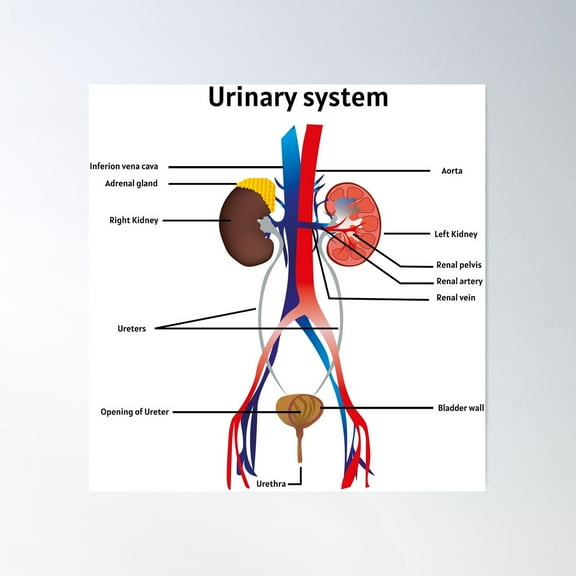 Kna Prints - 1 Pc Poster Urinary System | Educational For Medical Science Wall Art, Modern Wall Wall Art,, UNFRAMED-8x12