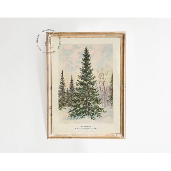 Kna Prints - 1 Pc Poster Vintage Christmas Tree Print, Balsam Fir Tree Print, Christmas Printable Wall Art, Christmas Tree Drawing, Botanical Print, Christmas Decor, UNFRAMED-8x12
