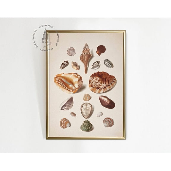 Kna Prints - 1 Pc Poster Vintage Conch Shells Art Print, Seashell Print, Conch Shells Painting, Coastal Decor, Beach House Decor, Sea Shell Art, UNFRAMED-8x12