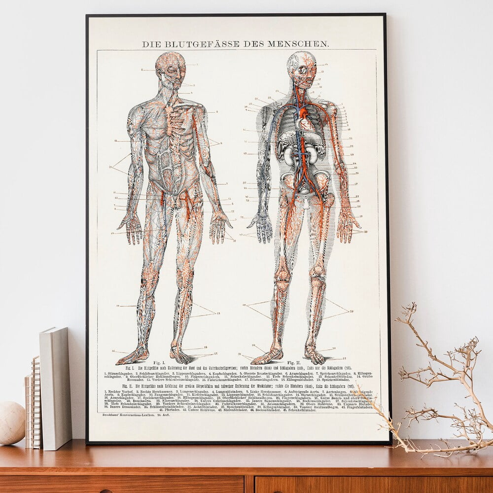 Kna Prints - 1 Pc Poster Vintage Human Anatomy Print, Medical Wall Art ...
