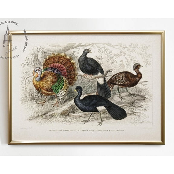 Kna Prints - 1 Pc Poster Vintage Turkey Print, American Wild Turkey, Crested Curassow, Galeated Curassow, And Red Curassow Printable Wall Art, Thanksgiving Decor, UNFRAMED-16x24