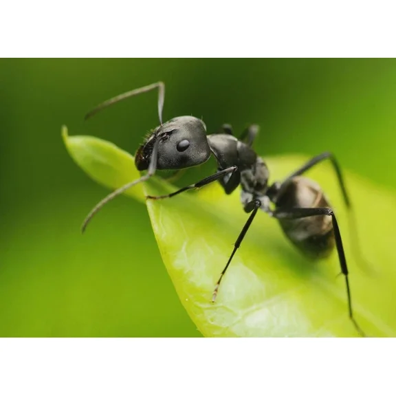 Kna Prints - 1 Pcs Poster Ant Insect Bug Wall Art Poster Boys Kids Room Gift #8891, UNFRAMED-8x12