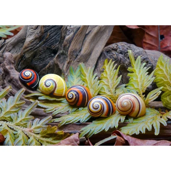 Kna Prints - 1 Pcs Poster Colour Snail Shells Poster Garden Pretty Nature Poster Gift #15959, UNFRAMED-8x12
