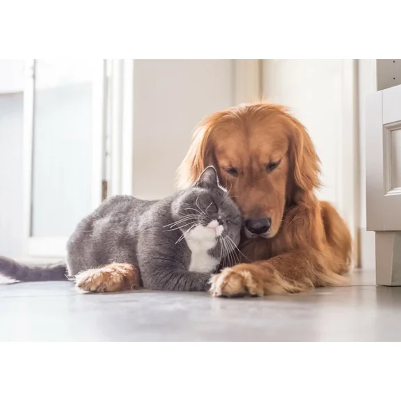 Kna Prints - 1 Pcs Poster Cute Best Friends Poster Cat Dog Puppy Kitten Poster Gift #15878, UNFRAMED-12x18