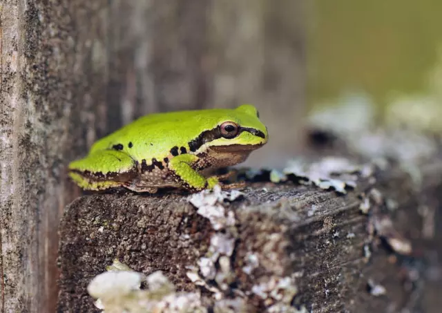 Sottobicchiere Cute Green Frog: Rana In Sughero 9,5 Cm Per Tazze Da Tè E Caffè