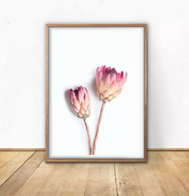 Kna Prints - 1 Pcs Poster Protea Blush Pink Floral Photography Wall Art ...