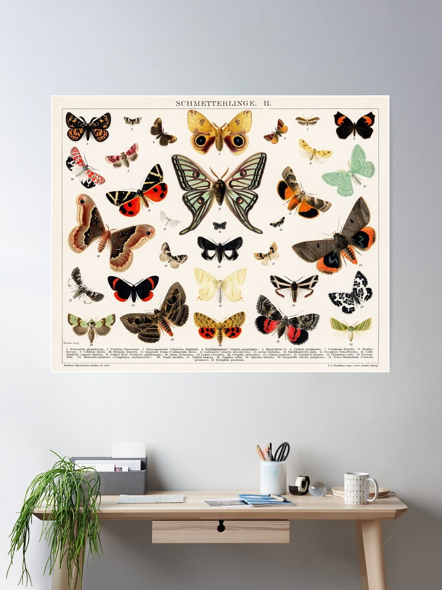 Kna Prints - 1894 Antique Butterfly Classification Illustration Poster ...