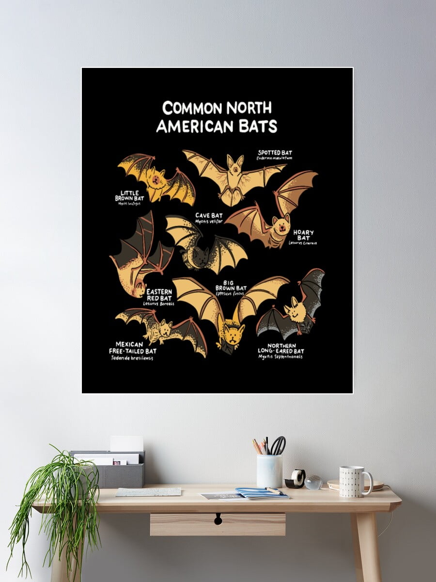 Kna Prints - Bat Species North America50 For Home Decor, Living Room ...