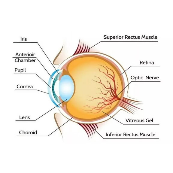 Kna Prints - Eye Anatomy Poster Home Decor Wall Decor Wall Hangings Home Decor, Vintage Art Print, Haging Poster, Cute Birthday Gift, Wall Art - Kir 4814, UNFRAMED-8x12