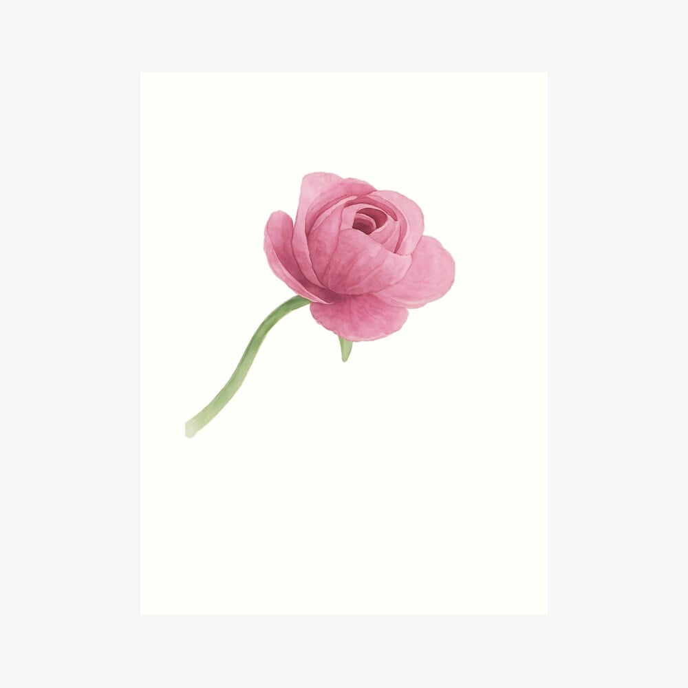 Kna Prints - Kir 3058 - Delicate Pink Ranunculwatercolor Style From ...