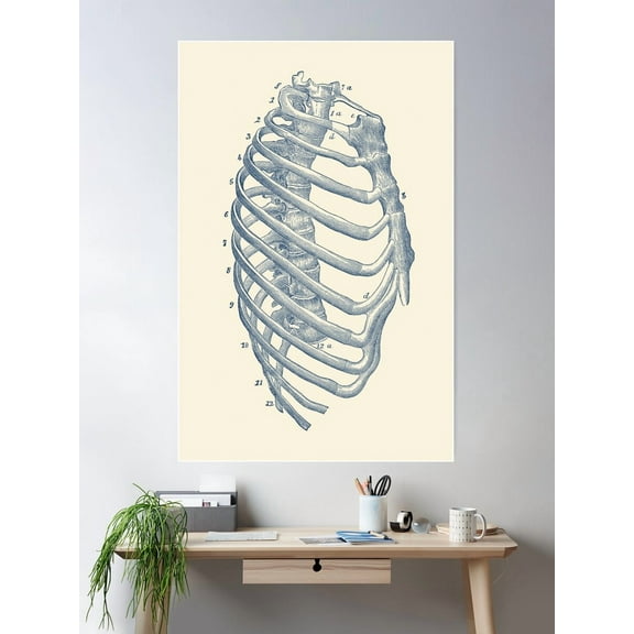 Kna Prints - Rib Cage Diagram Poster , UNFRAMED-24x36