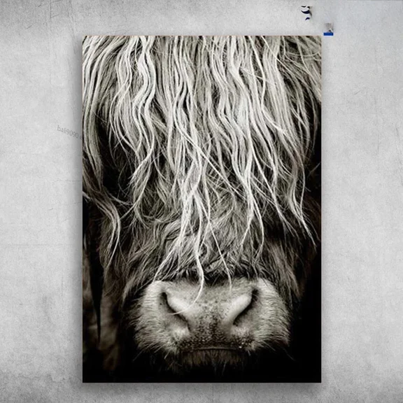 Kna Prints - Scottish Highland Cows Poster, UNFRAMED-16x24