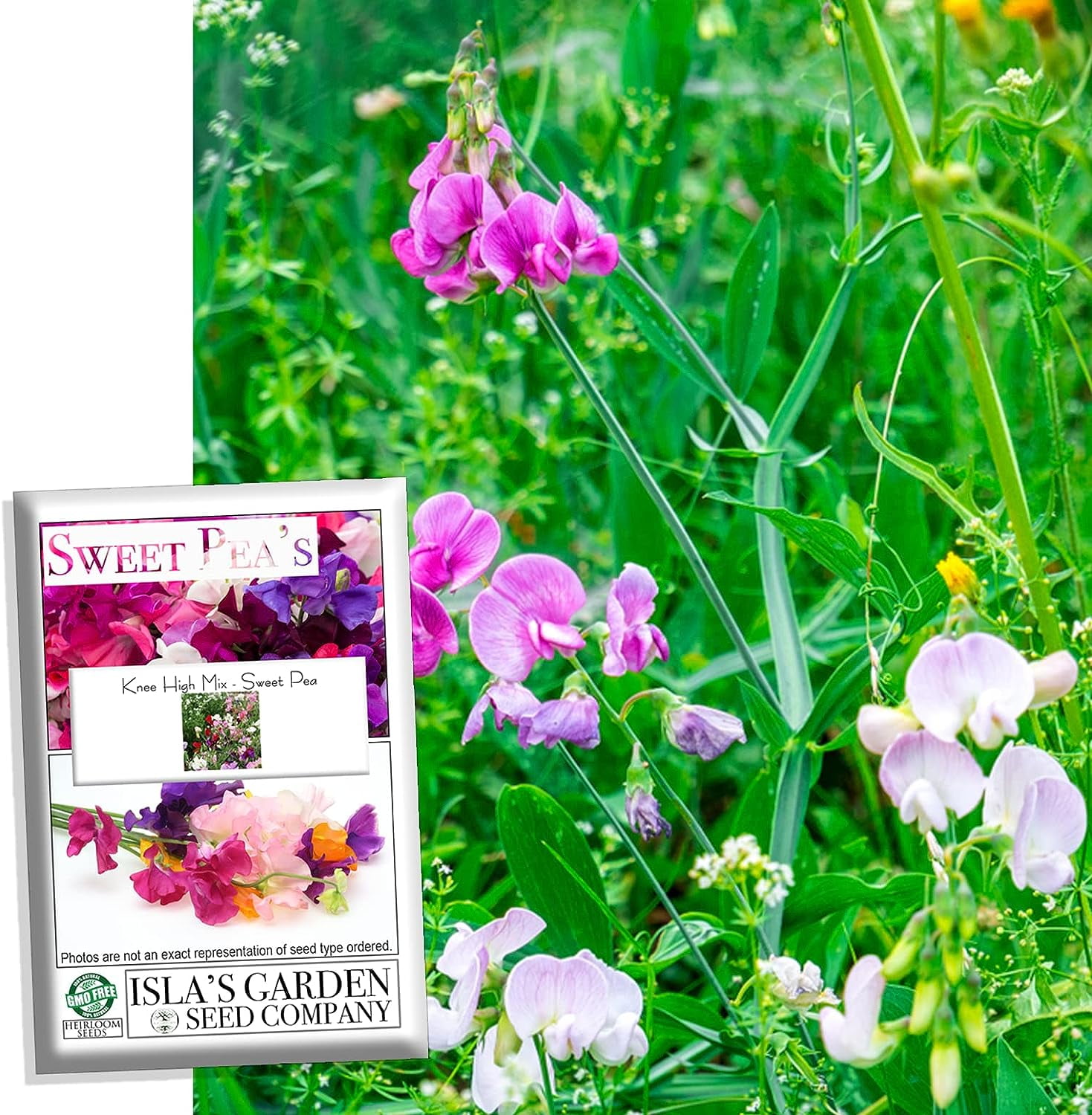 "Knee High Mix" Sweet Pea Flower Seeds for Planting "Knee High Mix", 25+ Seeds Per Packet Non GMO & Heirloom Seeds, Botanical Name Lathyrus odoratus, Great Home Garden Gift