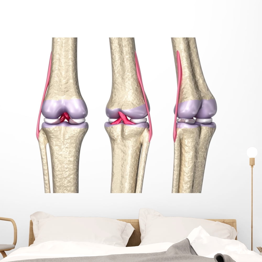 Knee Joint Anatomy 3D Wall Mural Decal Sticker, Wallmonkeys Peel ...