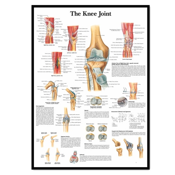 The Knee Joint Medical Poster Wall Art - Human Anatomy Picture Chart Body Structure Decor, Unframed Gallery Canvas Print Painting Home Decor for Office Home Living Room Classroom,White,11.8X16.5 inch