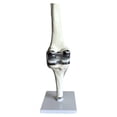 thumbnail image 1 of Knee Joint Model Simulation Replacement Surgery Meniscus Ligament Cartilages Model,Artificial, 1 of 6