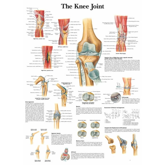 The Knee Joint Wall Art Posters Canvas Print Artwork Wall Chart Human Anatomy Wall Painting Office Hospital Room Home Decoration (without Framed),Multicolor