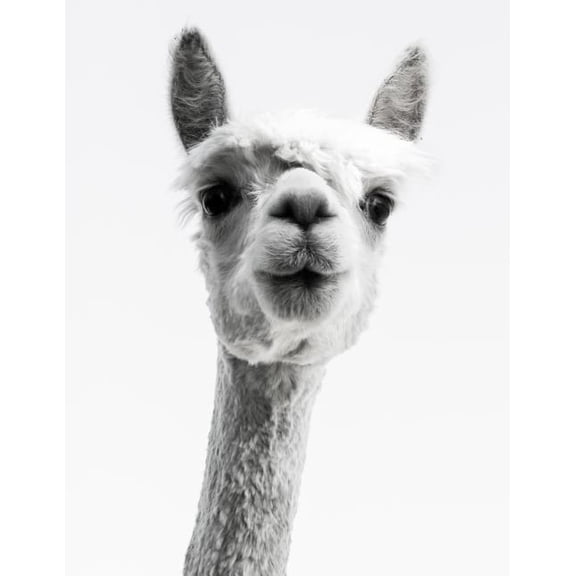 Knitting Graph Paper 2: 3 & 4:5 Ratio 8.5 X 11: Llama Photograph (Paperback)