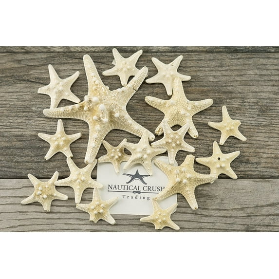 Knobby Starfish | 1 1/2"-5" Assortment 15 Imperfect Knobby Starfish