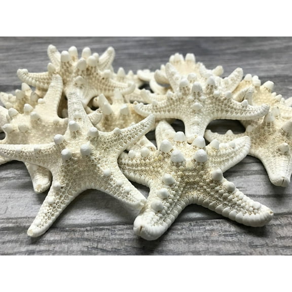 Knobby Starfish | 12 Knobby Starfish White 3" to 4" | Nautical Crush Trading TM