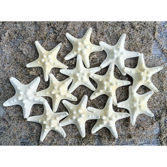 Knobby Starfish | 12 White Knobby Starfish 1 1/4" to 2 1/4"