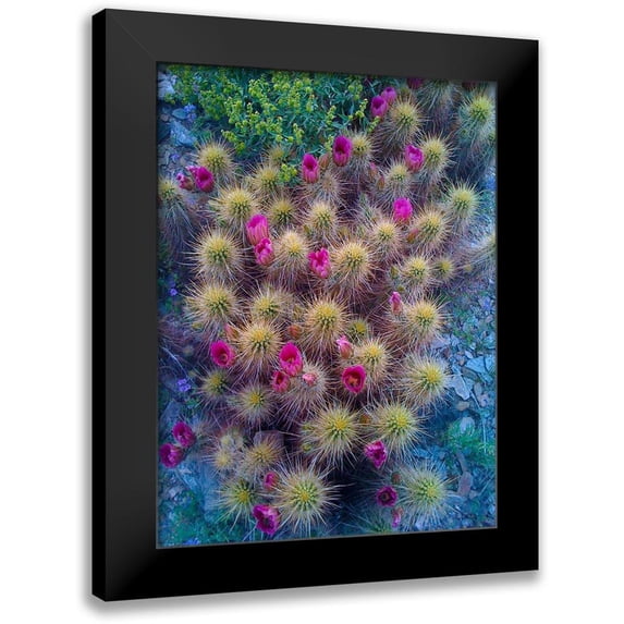Knoble 15x18 Black Modern Framed Museum Art Print Titled - Cactus Blooms I