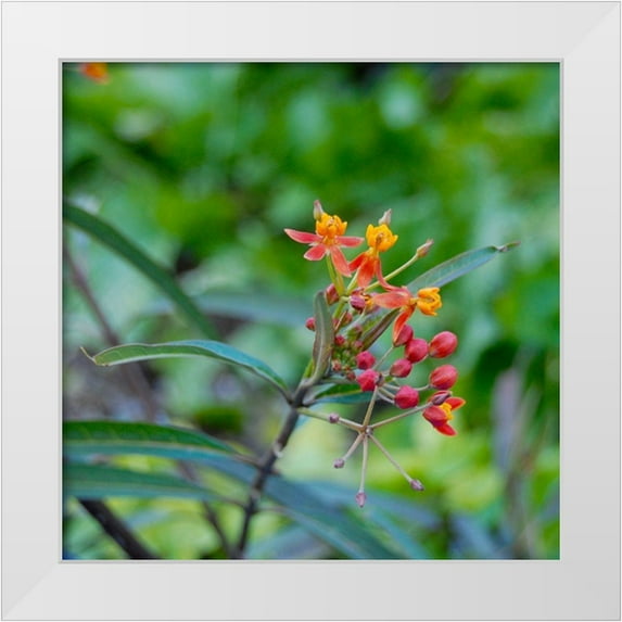 Knoble 20x20 White Modern Wood Framed Museum Art Print Titled - Wildflower I
