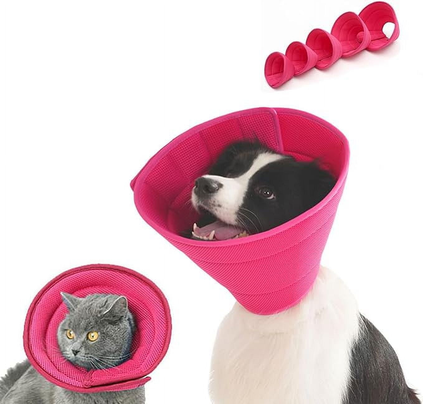 Cat sleeping in dog cone hotsell