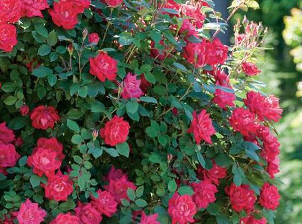 Knock Out Double Red Rose Plant- 1 Gallon - image 1 of 1