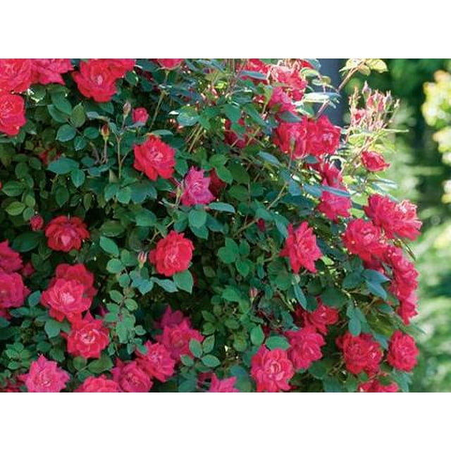 Knock Out Double Red Rose Plant- 1 Gallon