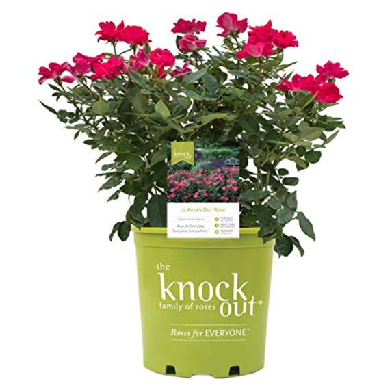 Knock Out� Rose