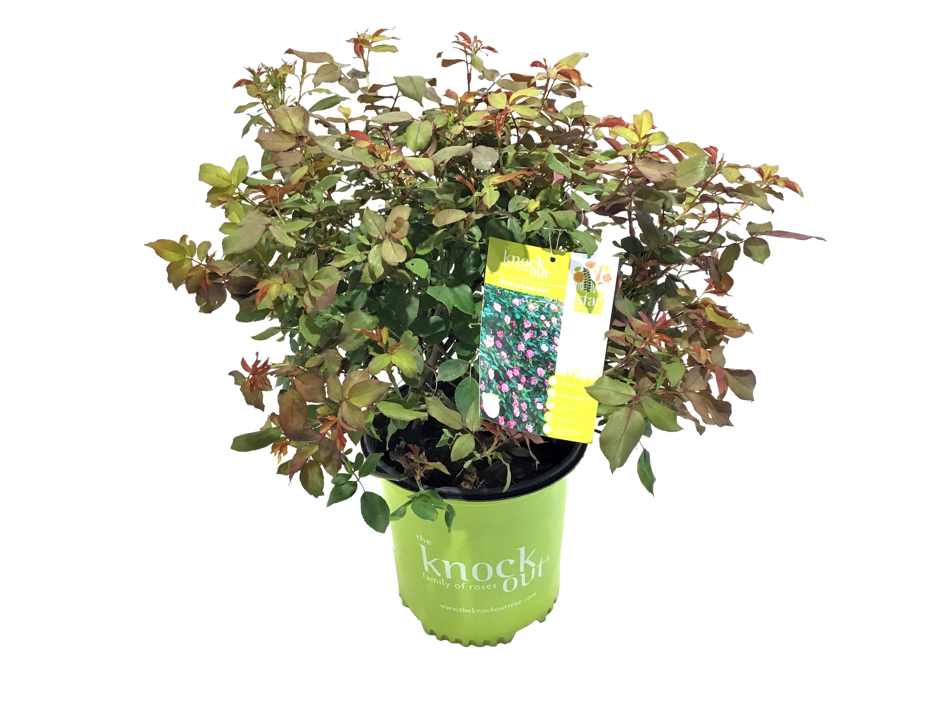 Knock Out Roses Blushing Knock Out Rose 2 Gallon (Rosa) Light Pink Flowers Are Disease Resistant Live Outdoor Plant